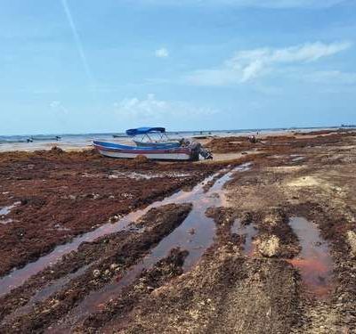 Disminuye-el-sargazo-en-Quintana-Roo-tras-alcanzar-su-mayor-nivel-entre-junio-y-julio