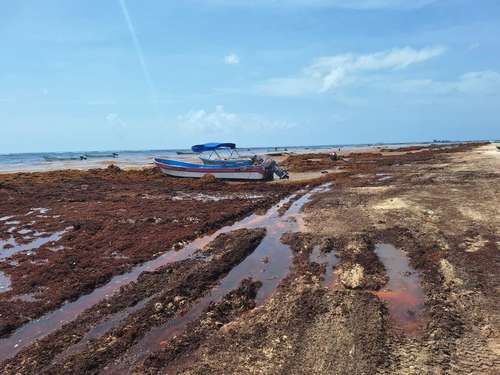 Disminuye-el-sargazo-en-Quintana-Roo-tras-alcanzar-su-mayor-nivel-entre-junio-y-julio