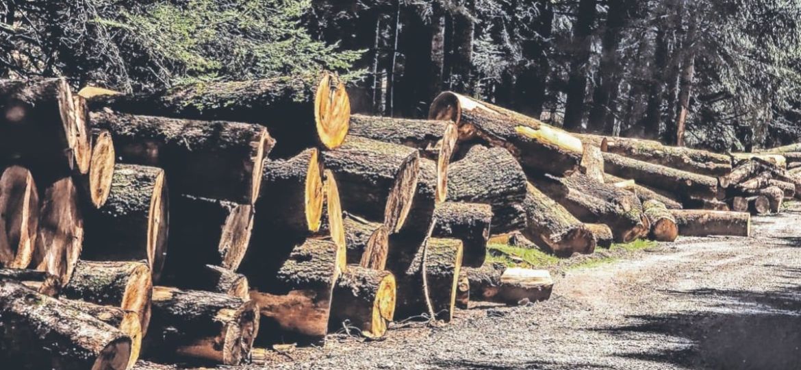 EU-propone-retirar-proteccion-a-bosques-nacionales-para-permitir-tala-y-construccion-de-carreteras