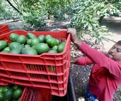 EU-suspende-inspecciones-y-exportacion-de-aguacate-de-Michoacan-por-amenaza-de-seguridad