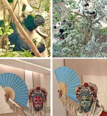 El-oso-panda-simbolo-nacional-de-China-y-atractivo-del-santuario-de-Chengdu
