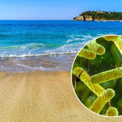 Fallecen-7-personas-por-una-bacteria-carnivora-en-Luisiana-y-Florida