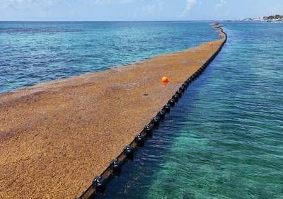 Instalan-cinco-kilometros-de-barreras-antisargazo-en-Playa-del-Carmen