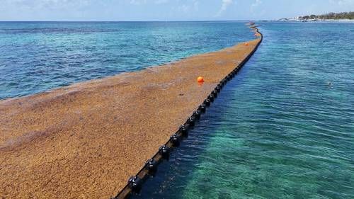 Instalan-cinco-kilometros-de-barreras-antisargazo-en-Playa-del-Carmen