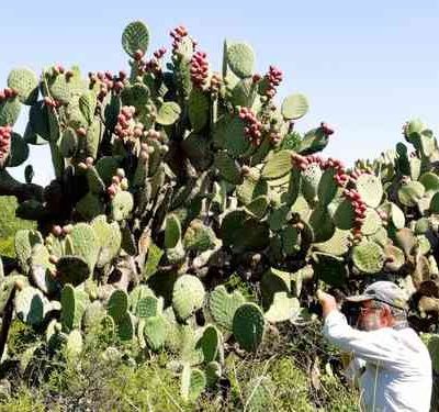 Investigadores-piden-presupuesto-para-rescatar-el-mayor-banco-de-nopal-tunero-en-Zacatecas