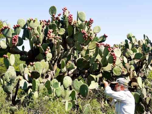 Investigadores-piden-presupuesto-para-rescatar-el-mayor-banco-de-nopal-tunero-en-Zacatecas