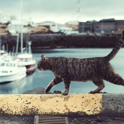 La-Isla-Marion-enfrenta-una-nueva-crisis-ambiental-tras-la-erradicacion-de-los-gatos