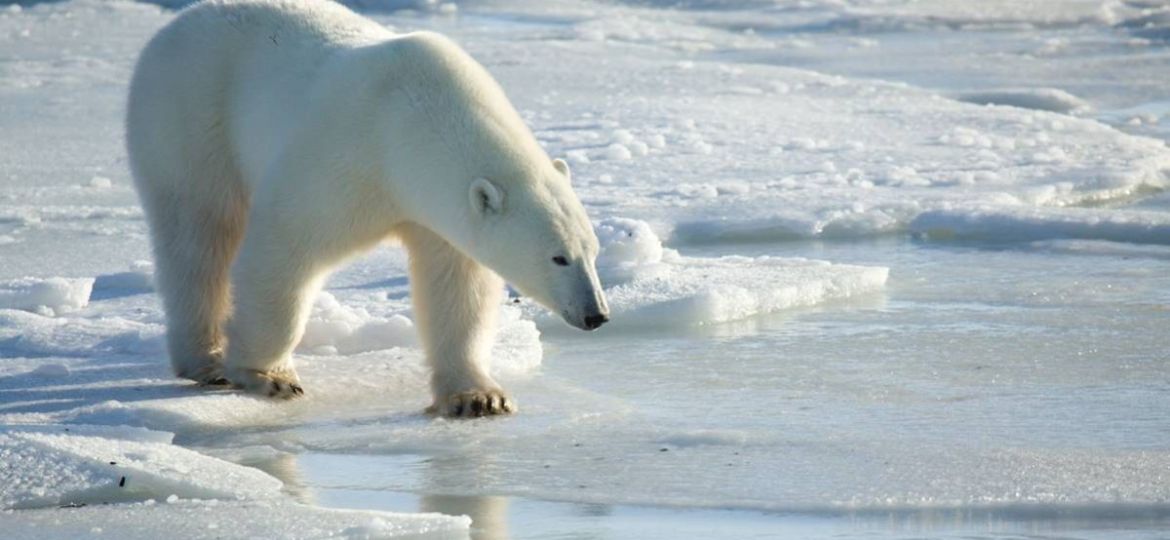 Multan-con-mas-de-5-mil-dolares-a-turista-que-desperto-a-un-oso-polar-en-Noruega