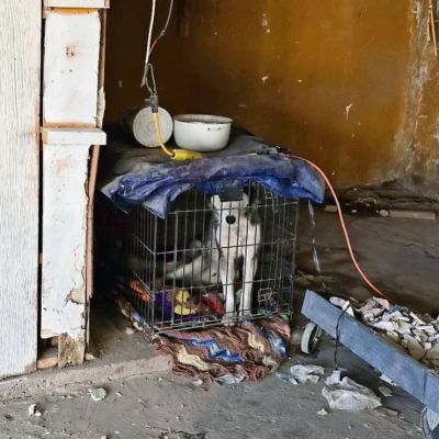 PAOT-registra-3-mil-861-denuncias-por-maltrato-animal-en-CDMX-durante-2025