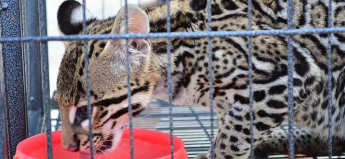 PT-propone-prohibir-por-completo-la-fauna-silvestre-como-mascota