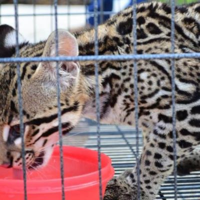 PT-propone-prohibir-por-completo-la-fauna-silvestre-como-mascota
