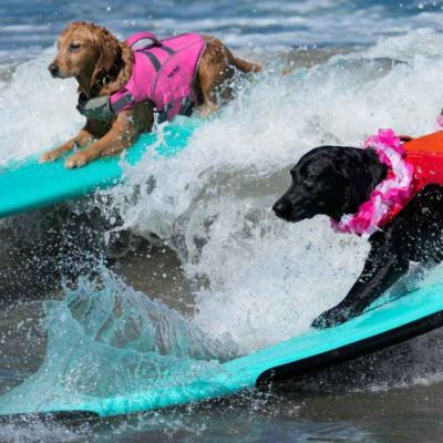 Perros-conquistan-las-olas-en-el-decimo-Mundial-de-Surf-Canino-en-California