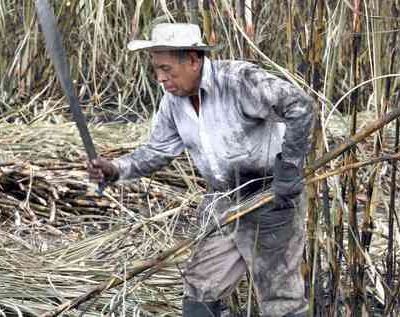 Produccion-de-azucar-queda-80-mil-toneladas-por-debajo-de-lo-previsto-en-la-zafra-2025-2026