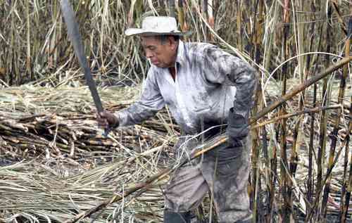 Produccion-de-azucar-queda-80-mil-toneladas-por-debajo-de-lo-previsto-en-la-zafra-2025-2026