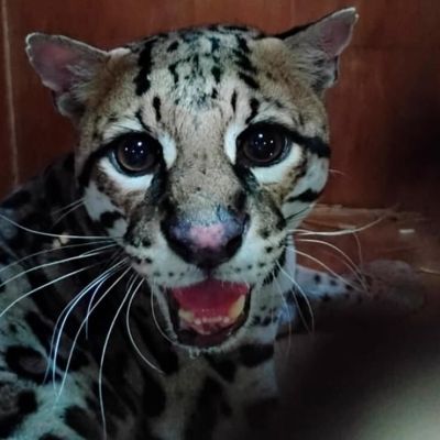 Profepa-libera-en-Oaxaca-a-un-ocelote-rescatado-tras-ser-atropellado