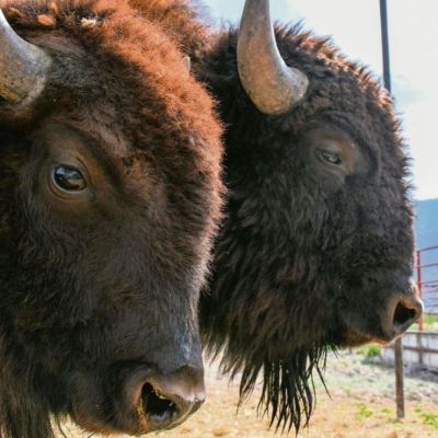 Reintroduccion-del-bisonte-impulsa-la-restauracion-ecologica-en-Cuatro-Cienegas