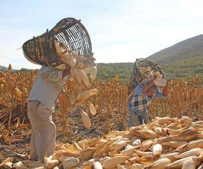 Sader-reporta-avance-de-95.9-en-la-entrega-de-fertilizantes-para-2026