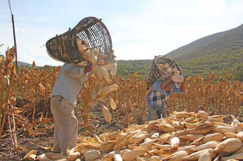 Sader-reporta-avance-de-95.9-en-la-entrega-de-fertilizantes-para-2026