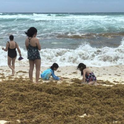 Sargazo-alcanza-niveles-record-en-2026-y-presiona-a-las-costas-de-Quintana-Roo