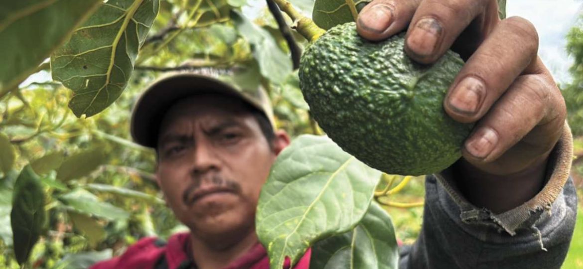 Se-reanuda-exportacion-de-aguacate-michoacano-a-Estados-Unidos-tras-pausa-de-tres-dias