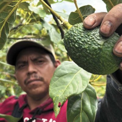 Se-reanuda-exportacion-de-aguacate-michoacano-a-Estados-Unidos-tras-pausa-de-tres-dias