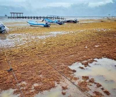 Semarnat-advierte-que-el-sargazo-se-convirtio-en-un-problema-permanente-en-Quintana-Roo